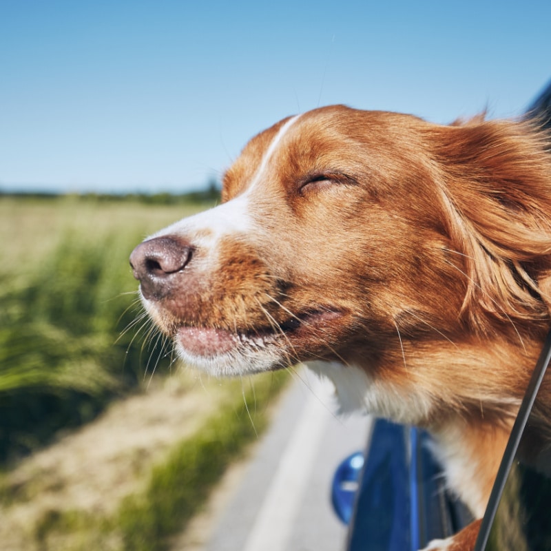 dog with head hanging out window