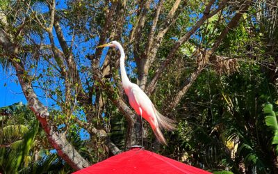 An Egret perched atop a bright, red restaurant umbrella