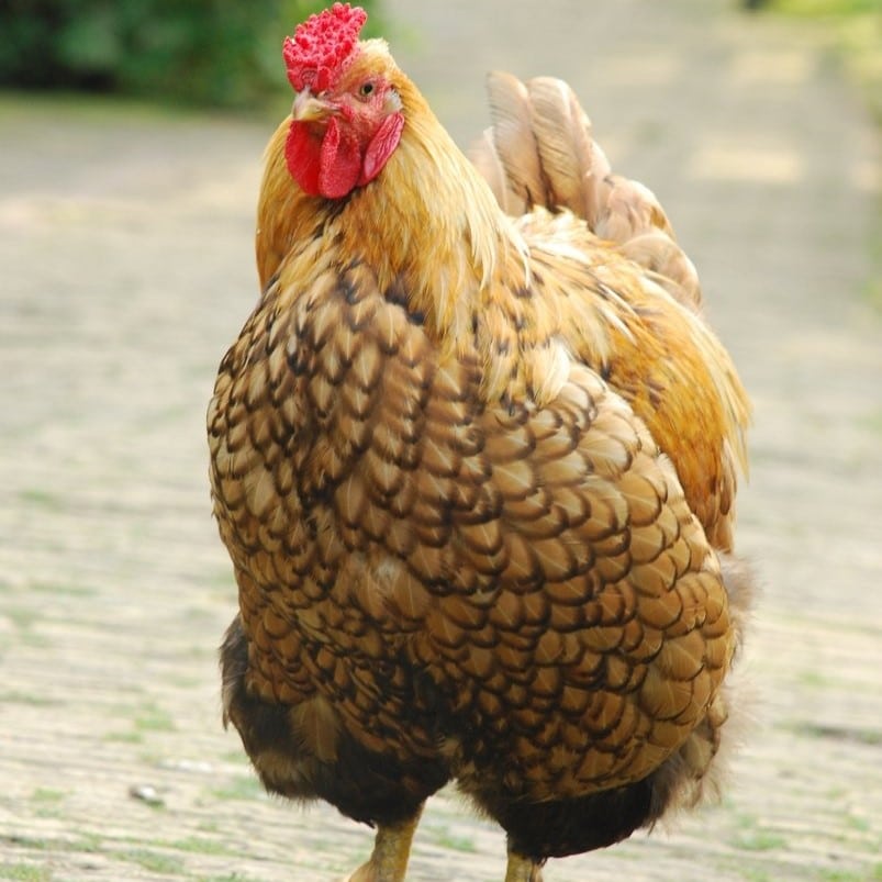 A farm chicken