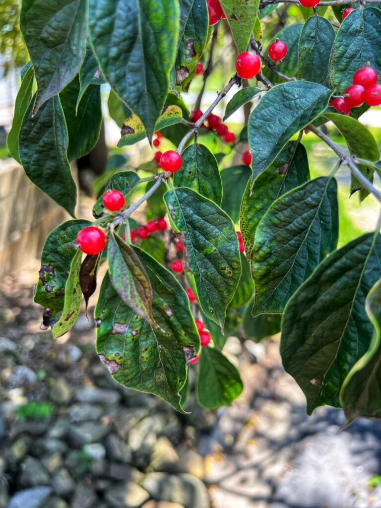 Berries on Tree Branch