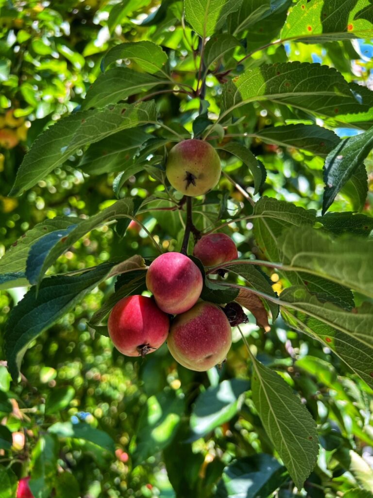 Crabapples 