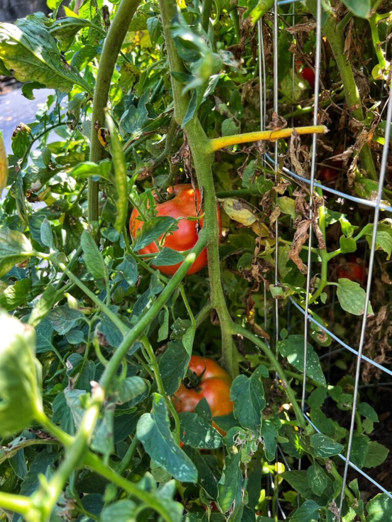 Tomatoes on the vine.