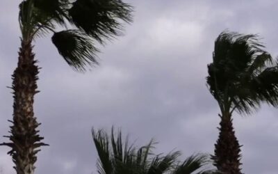 Palm trees blowing against a dark, cloudy sky.