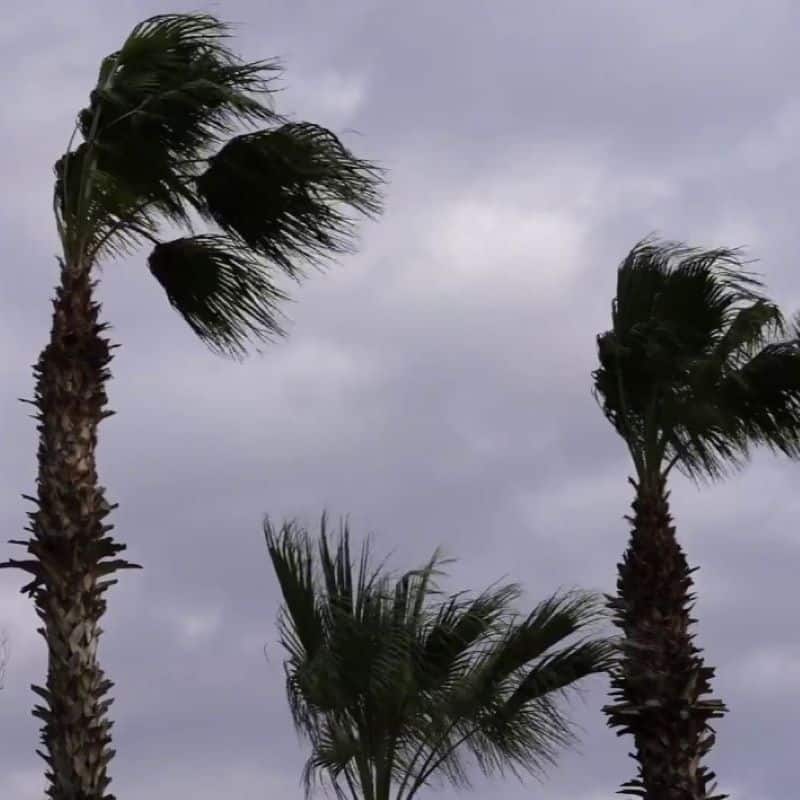 Palm trees blowing against a dark, cloudy sky.