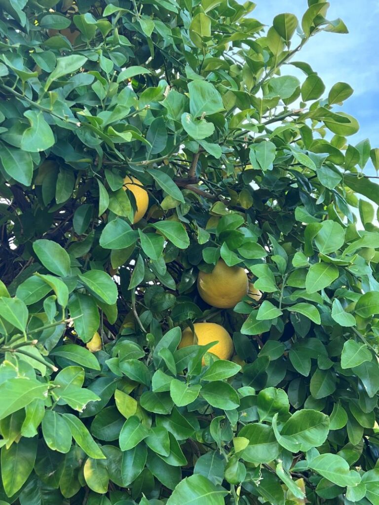 Grapefruit Tree