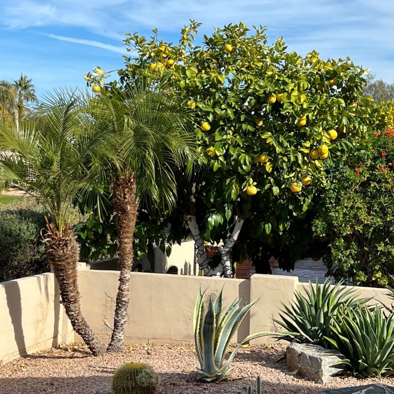 A back yard in Phoenix