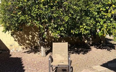 An empty chair in front of an orange tree in Arizona sunshine.