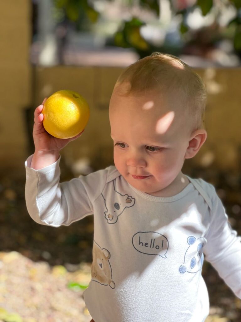 Toddler with grapefruit from the tree. 
