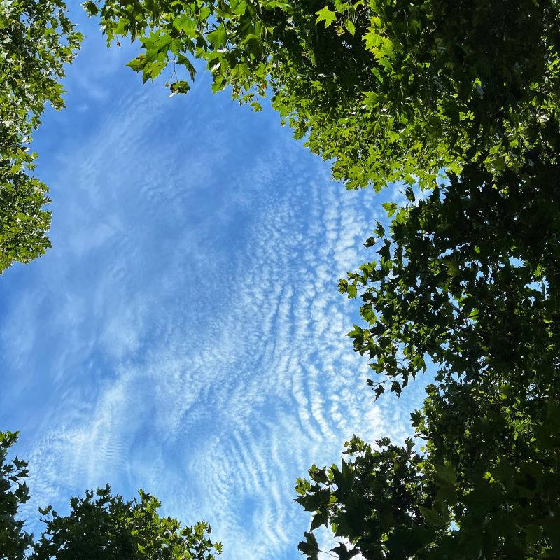 Photo of the sky through the trees.