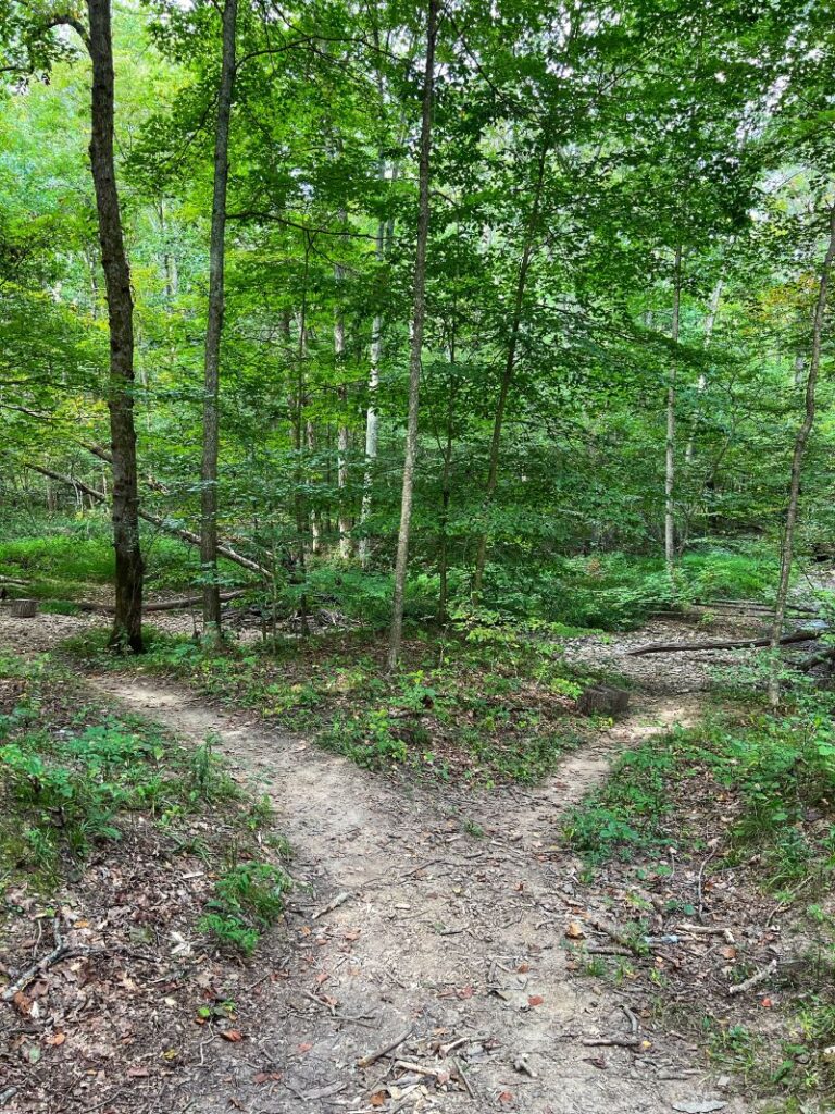 Trail paths taking a Y in Brown County State Park.