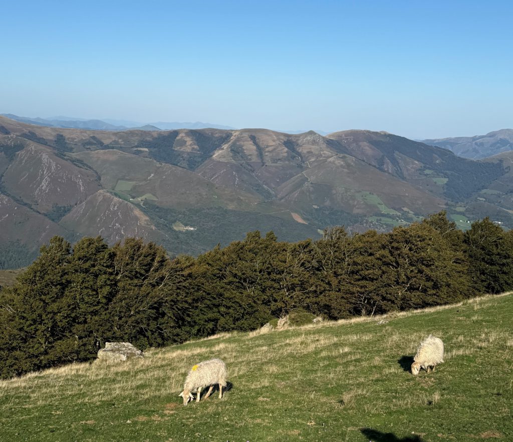 Sheep along the pathway of The Camino de Santiago Frances, Orisson to Roncesvalles.