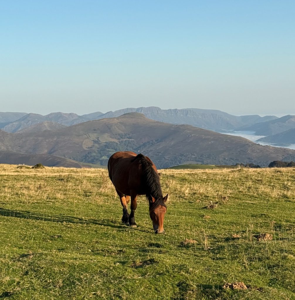 A horse eating grass along the pathway from Orisson, France to Roncesvalles, Spain.